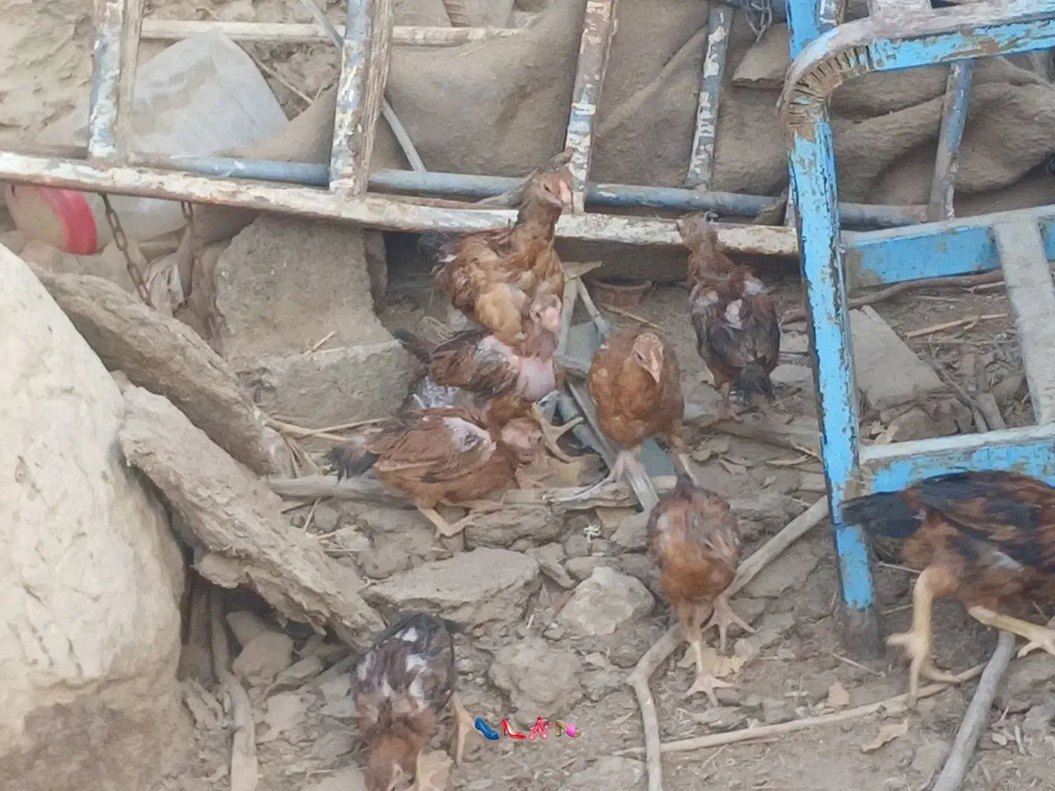 سلام جوجه خونگی بفروش میرسد|حیوانات مزرعه|هامون, |دیوار