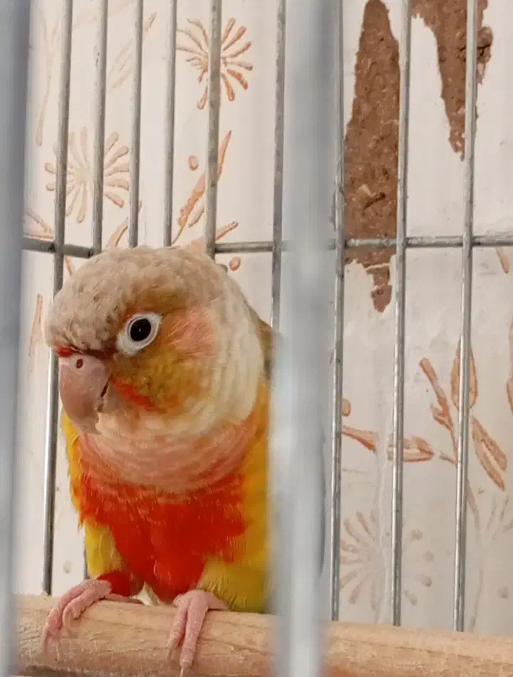 طوطی گرینچیک|پرنده|رفسنجان, |دیوار