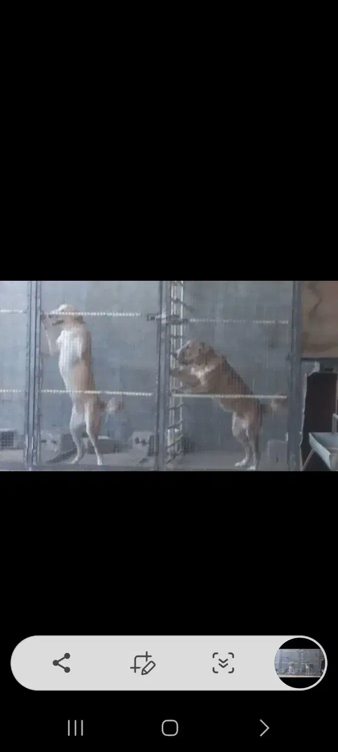 توله|سگ|نجفآباد, فیروزآباد|دیوار