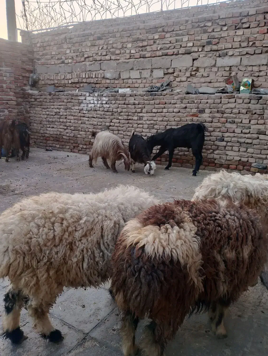 گوشتی|حیوانات مزرعه|خاش, |دیوار