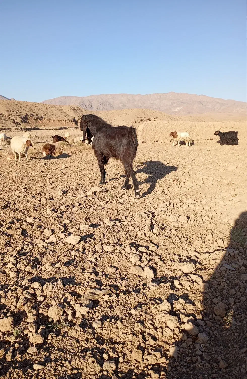 نربز پاکستانی|حیوانات مزرعه|سلامی, |دیوار