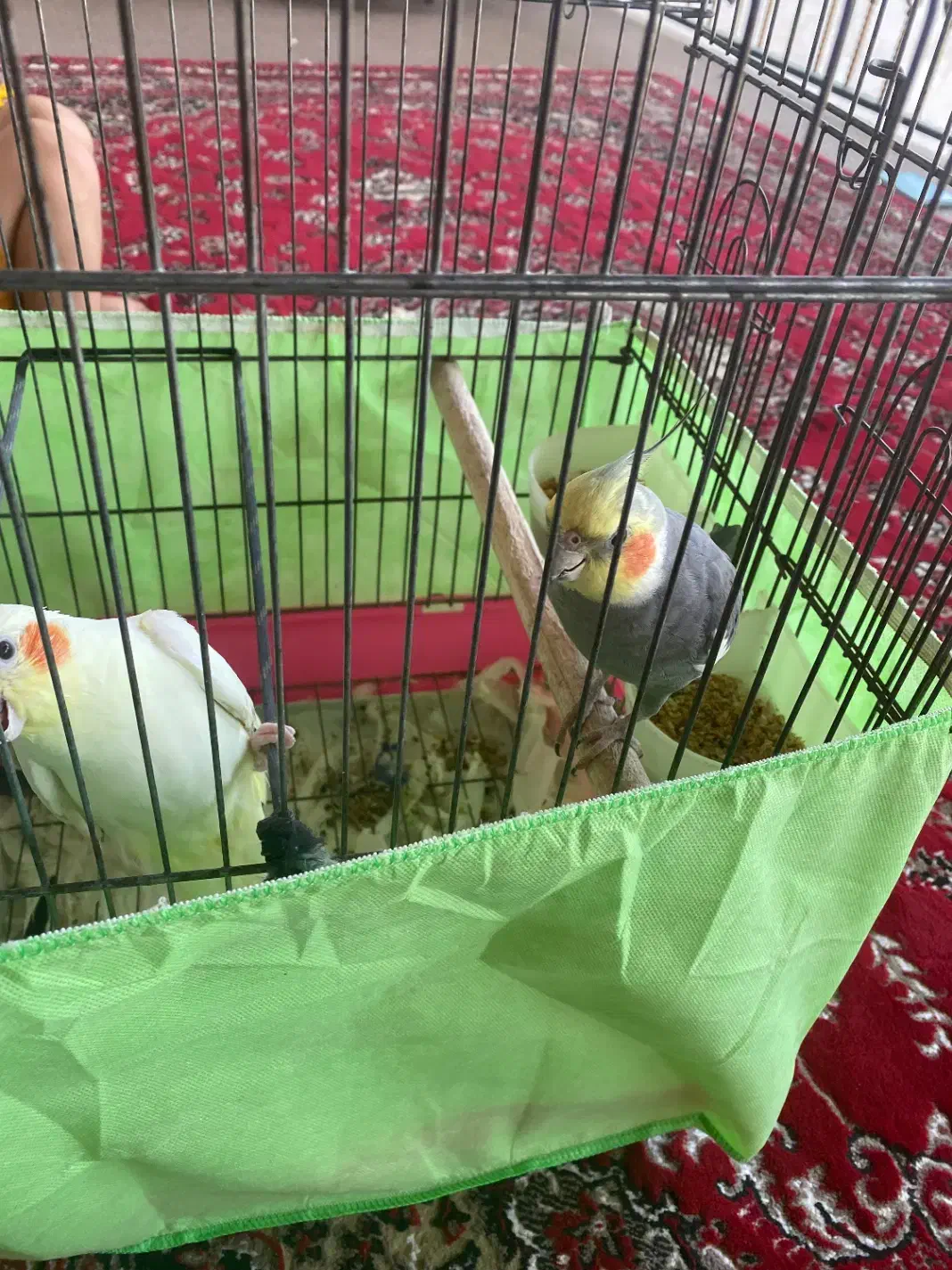 یک جفت عروس هلندی|پرنده|تالش, هشتپر|دیوار