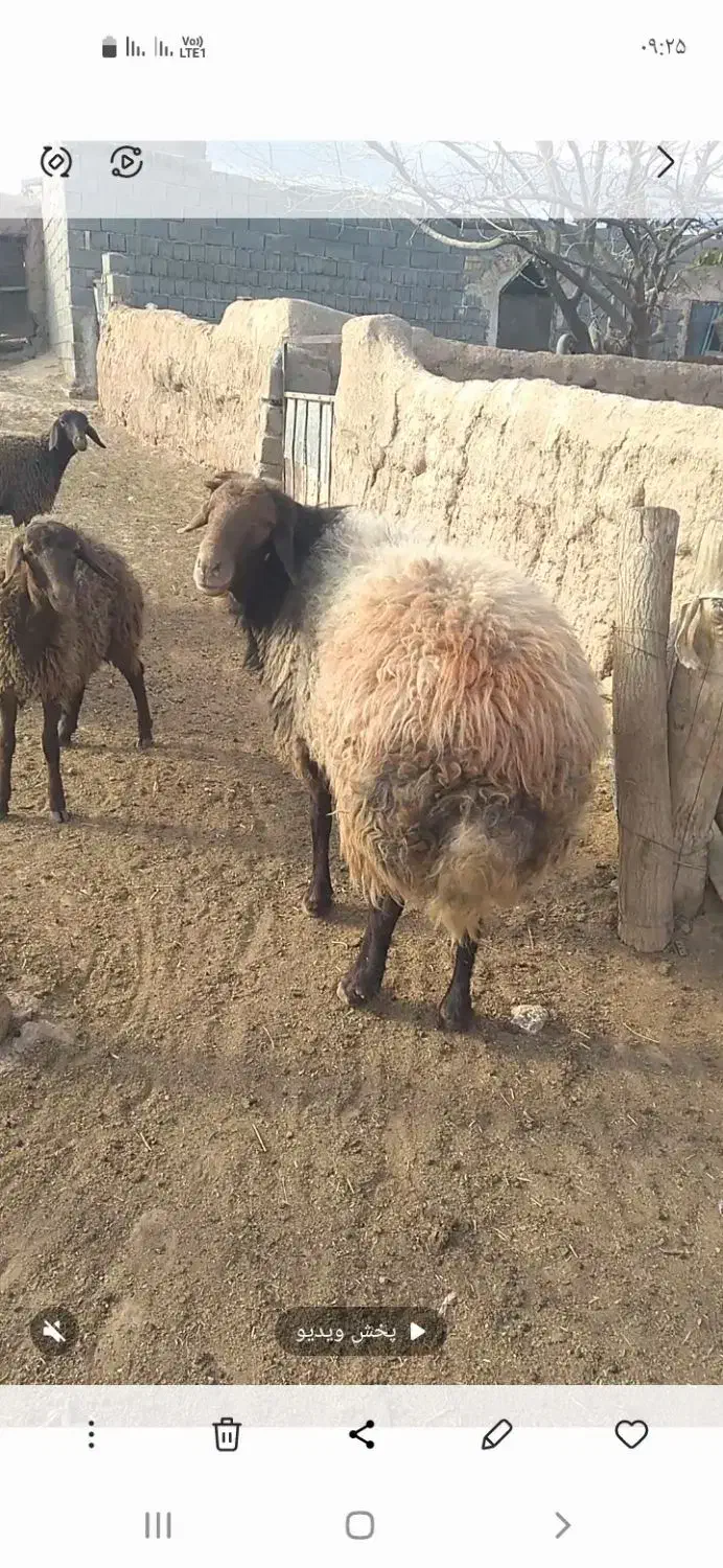 قوچ چهار دندان افشار ی|حیوانات مزرعه|تربت جام, جامرود|دیوار