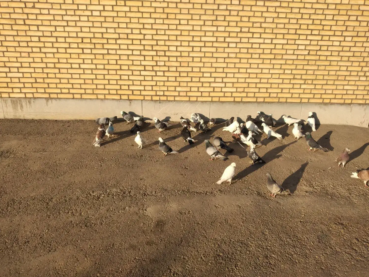 کفتر|پرنده|اشتهارد, |دیوار