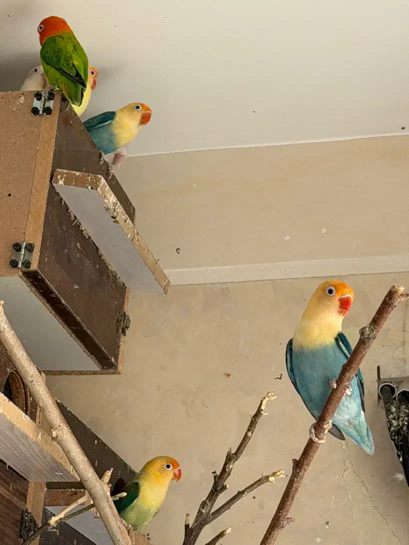 طوطی برزیلی مولد رو تخم و جوجه|پرنده|شیراز, شهرک پرواز|دیوار