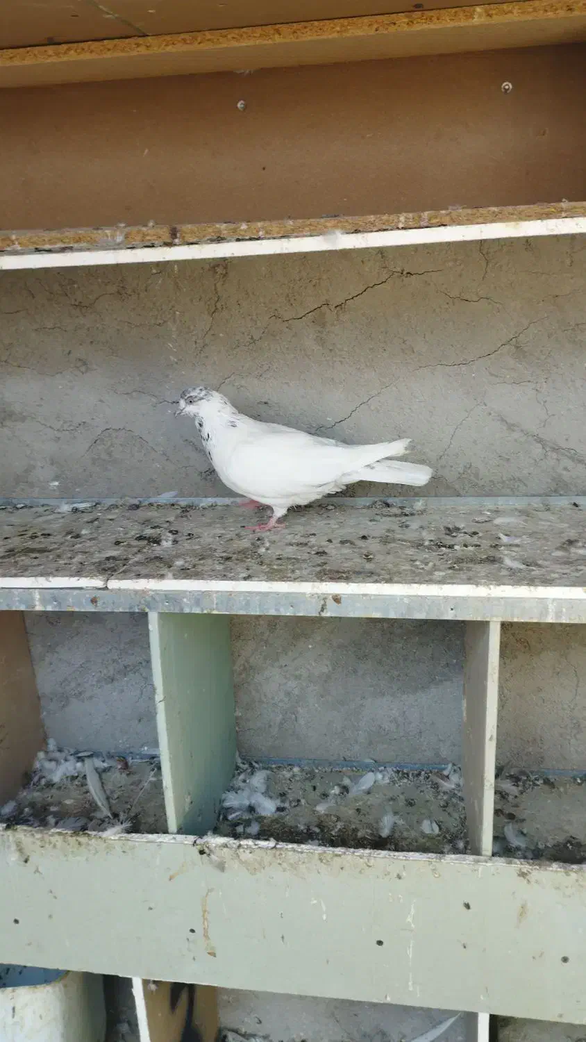 نر کله ای مست معاوضه با ماده یا فروش|پرنده|کیش, |دیوار