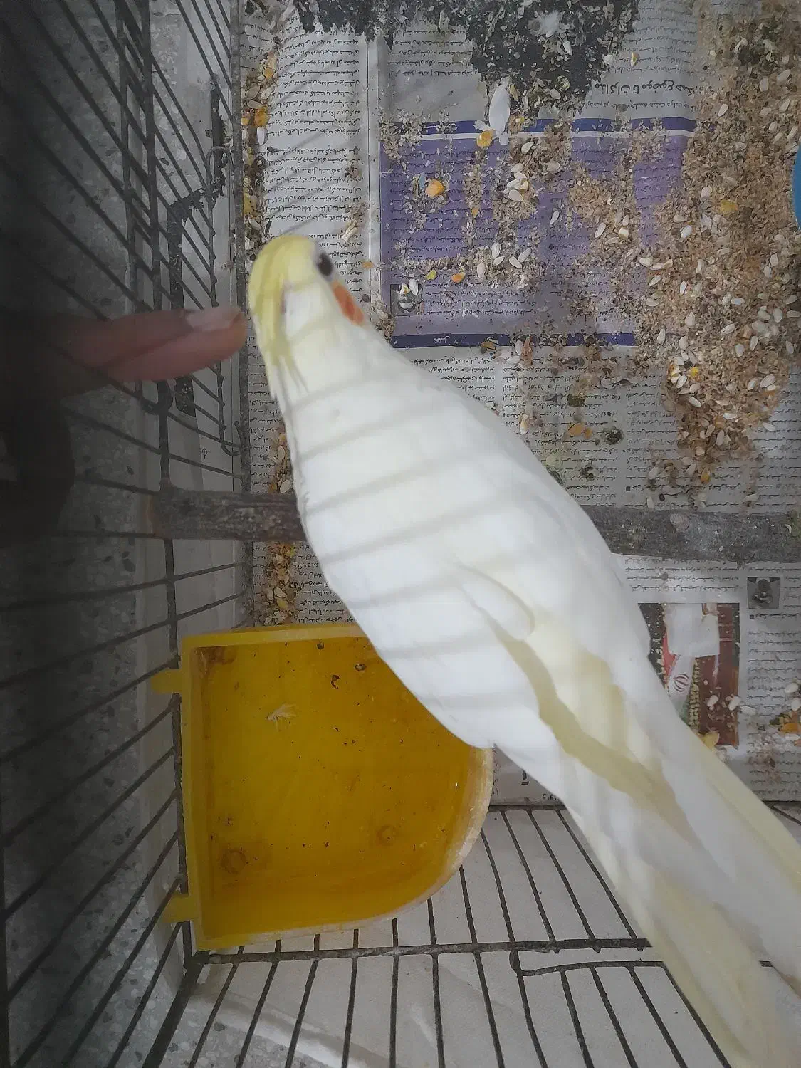 عروس هلندی دستی|پرنده|اسفراین, |دیوار