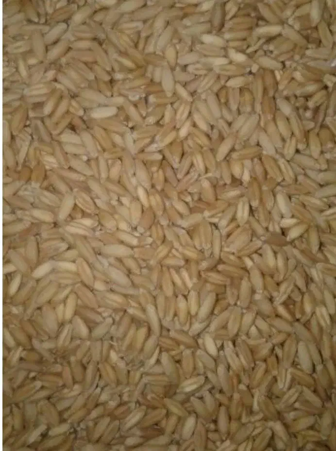 گندم هشترود|خوردنی و آشامیدنی|بجنورد, |دیوار