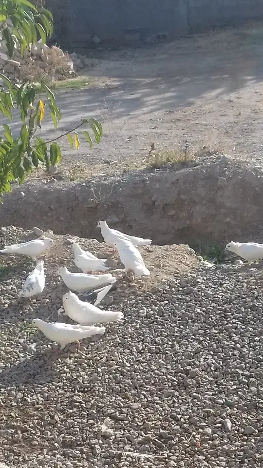 کبوتر|پرنده|سی‌سخت, |دیوار