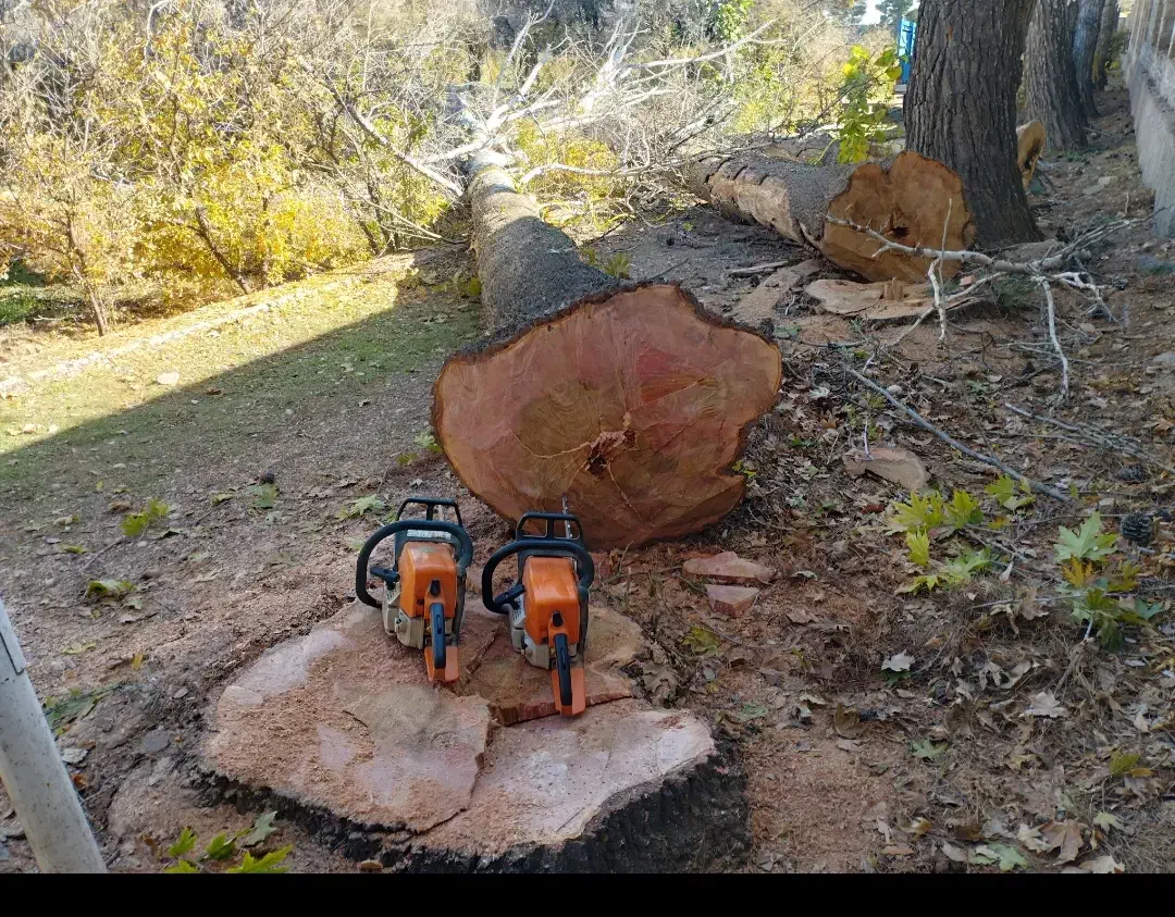 برش درخت و خرید چوب|خدمات باغبانی و درختکاری|شیراز, شریفآباد|دیوار