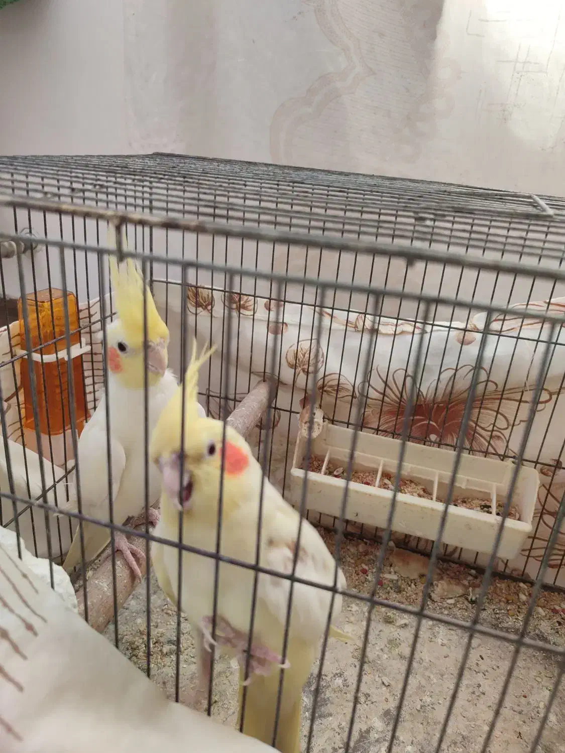 یک جفت عروس هلندی سالم و مولد|پرنده|فومن, |دیوار