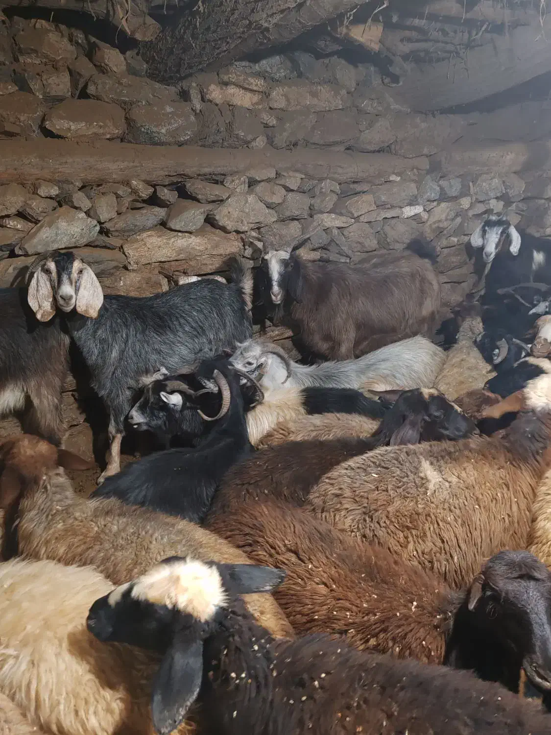 بزگوشتی هم داشتی|حیوانات مزرعه|مریوان, |دیوار