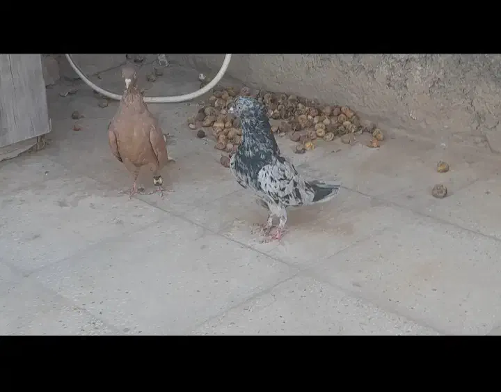 یک جفت کفتر|پرنده|بردسکن, |دیوار