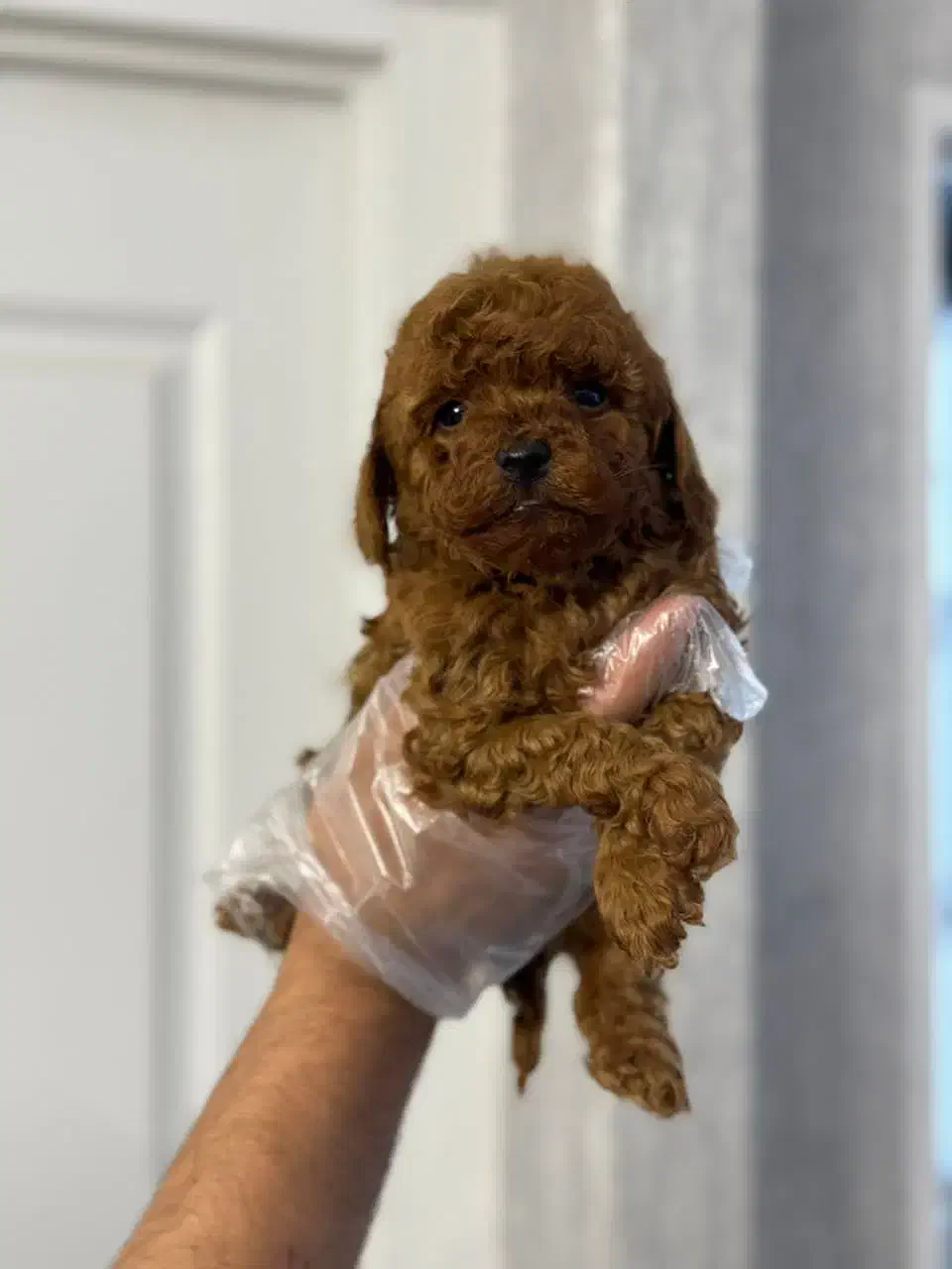 پودل توی|سگ|تهران, شهرک آزمایش|دیوار