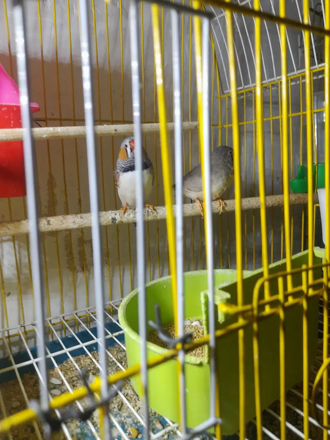 فنج مولد|پرنده|قزوین, |دیوار