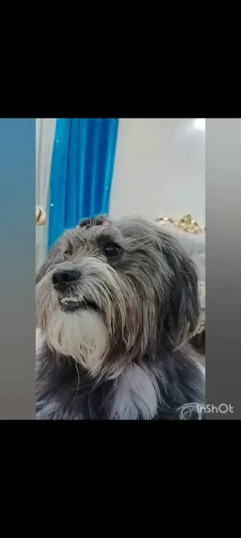 واگذاری|سگ|بومهن, |دیوار