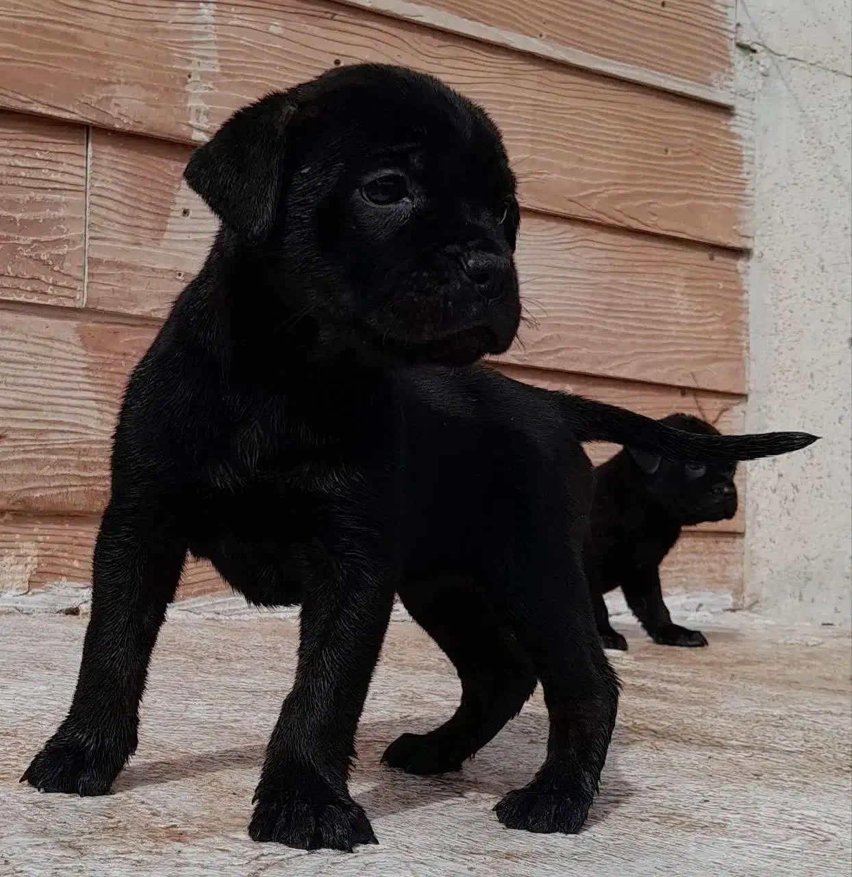 کن کورسو|سگ|رباط‌کریم, رباط‌کریم|دیوار