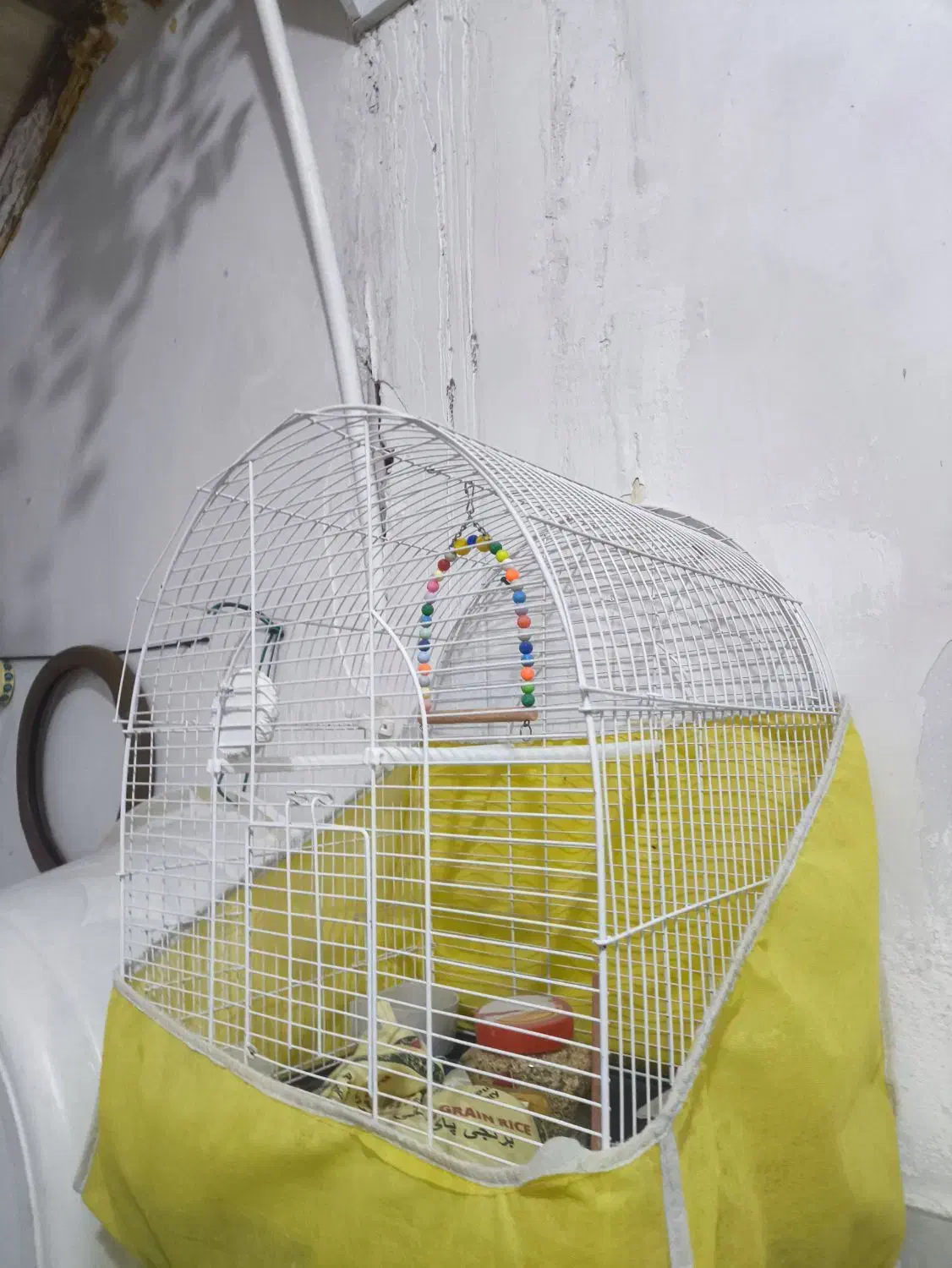 قفس عروس هلندی|لوازم جانبی حیوانات|پیرانشهر, |دیوار