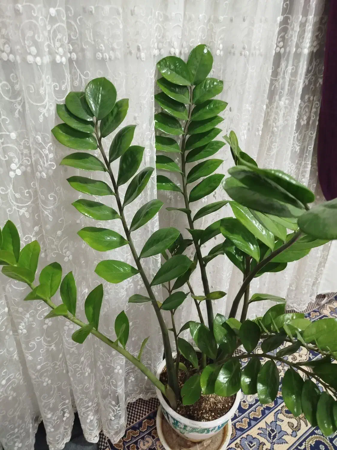 گل و گیاه|گل و گیاه طبیعی|بندر ماهشهر, |دیوار