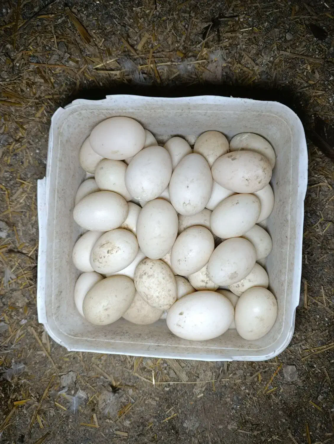 تخم نطفه دار اردک اسرائیلی|حیوانات مزرعه|سیجوال, |دیوار