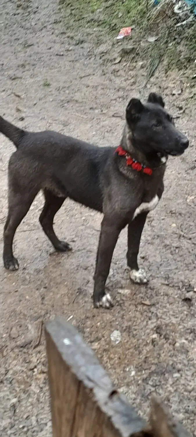 سگ شکاری به شرط تست|سگ|احمدسرگوراب, |دیوار