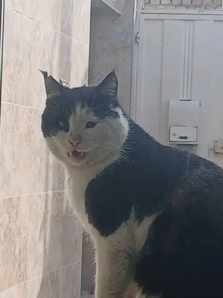 گربه نر|گربه|عسگران, |دیوار