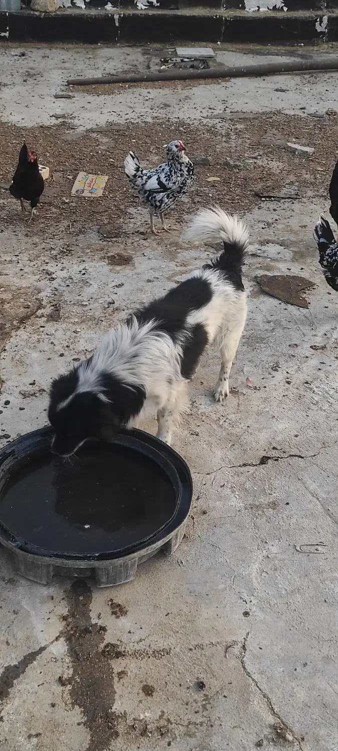 سگ خانگی|سگ|اهرم, |دیوار