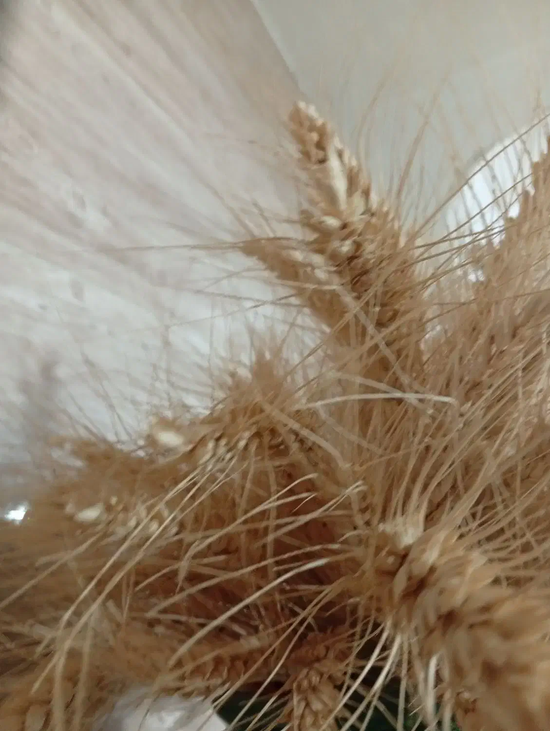 گندم بذری پیشگام بوجاری شوده|گل و گیاه طبیعی|سجاس رود, |دیوار