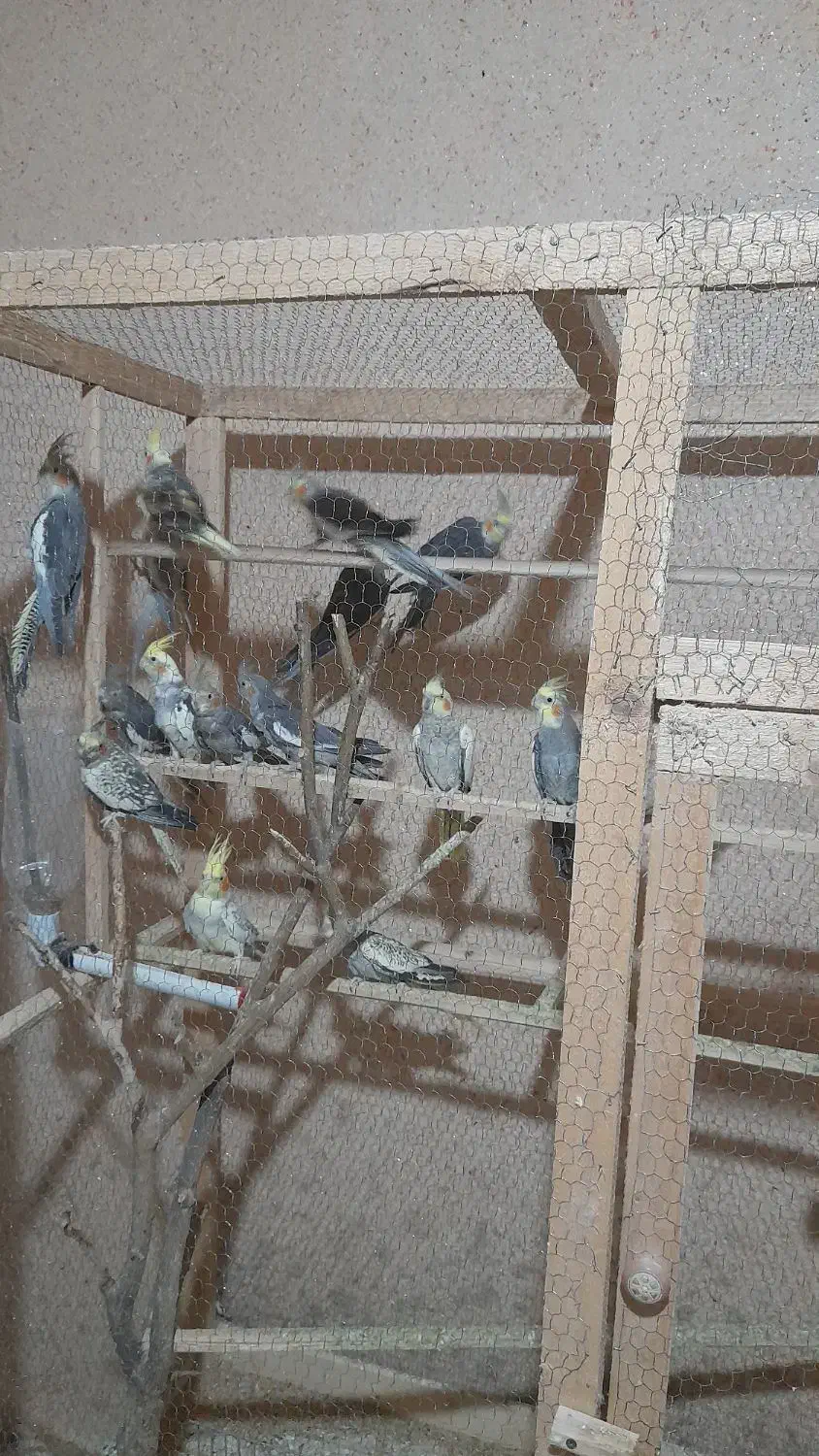 عروس هلندی|پرنده|رشت, نظری|دیوار