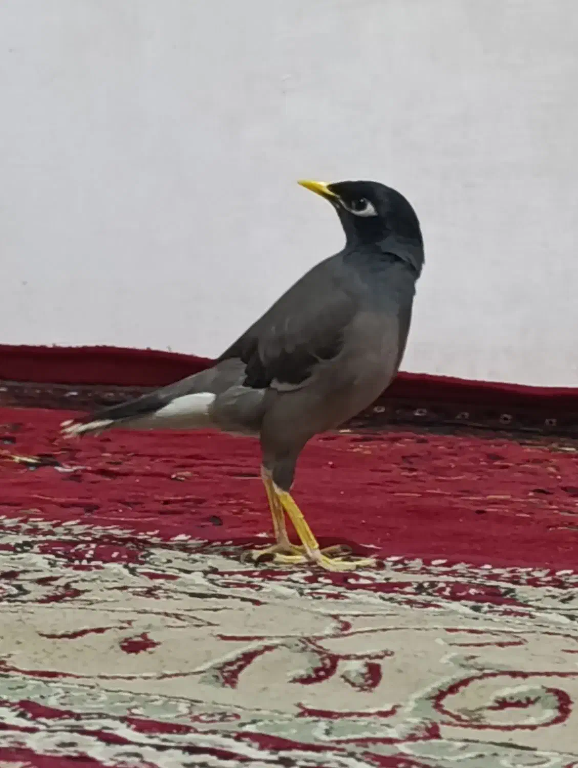 مرغ مینا سخنگو|پرنده|ایلام, |دیوار