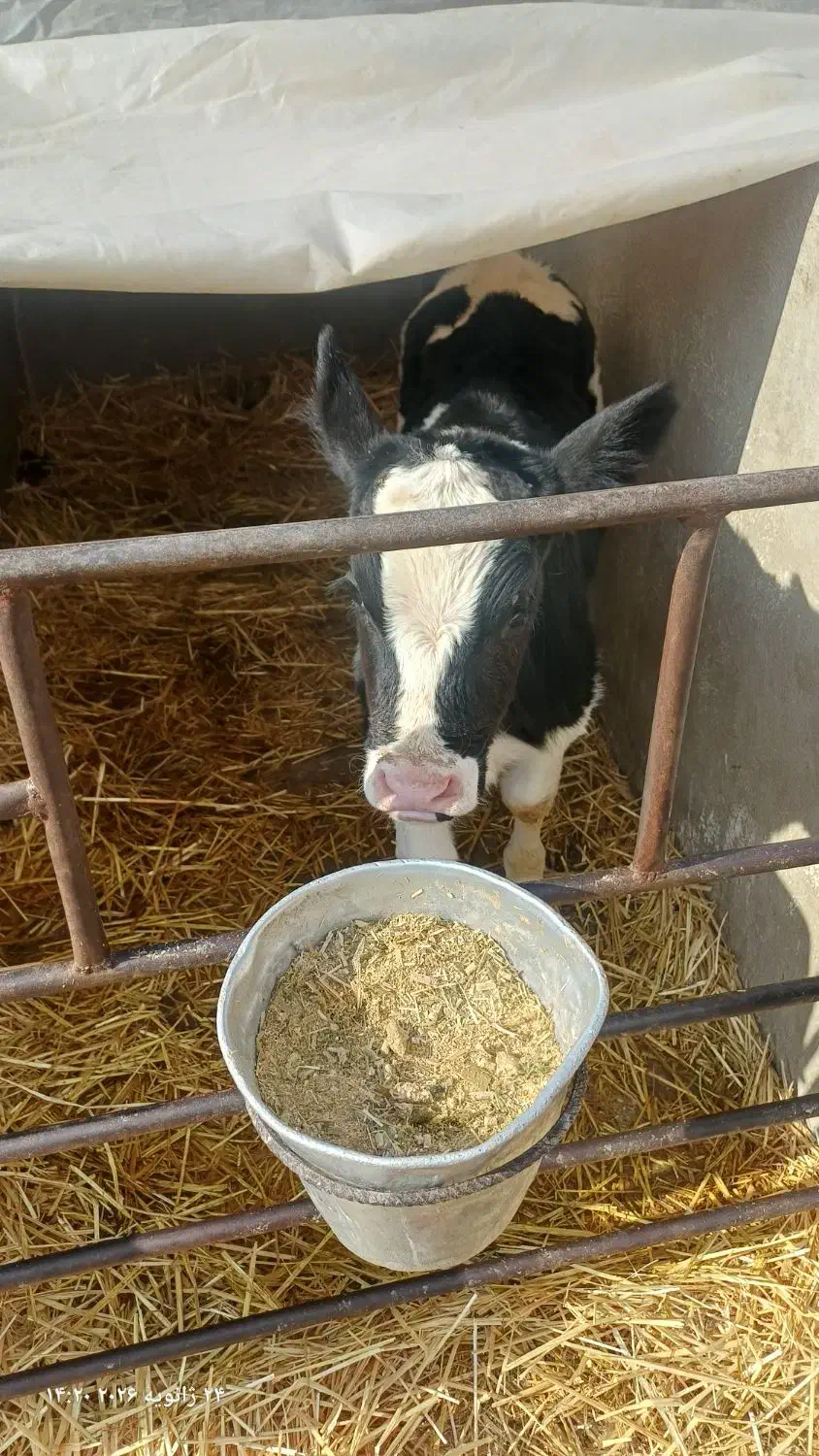 گوساله نر|حیوانات مزرعه|مرودشت, فاز اول شهرک فرهنگیان|دیوار