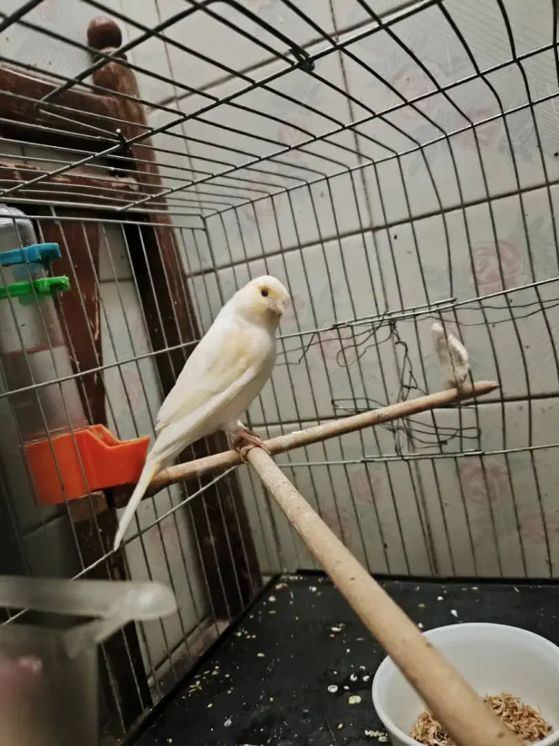 قناری نر و ماده|پرنده|قدس, شهرقدس|دیوار