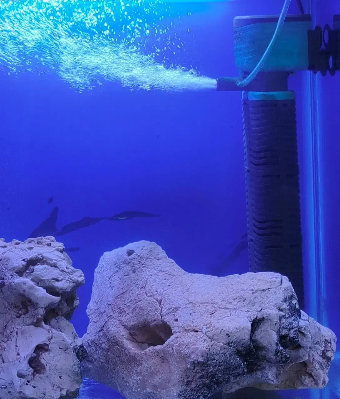 حراج سالن تکثیر ماهی|ماهی|تبریز, |دیوار