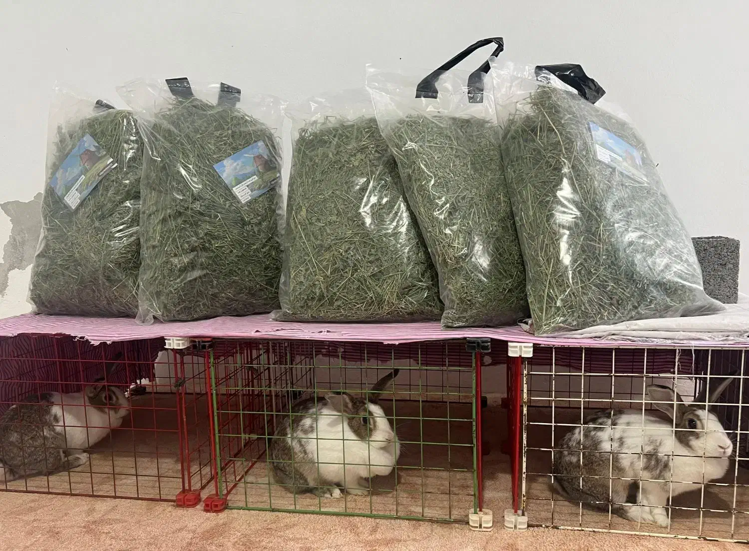 یونجه|حیوانات مزرعه|کرج, گلشهر|دیوار