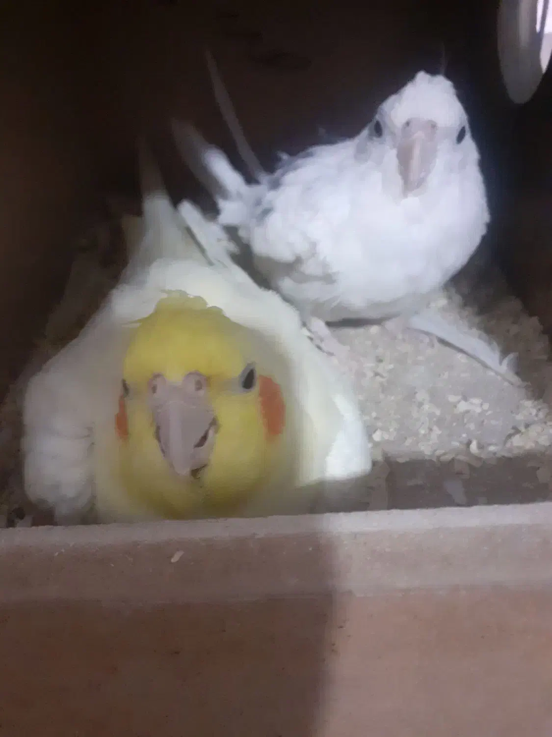 عروس هلندی|پرنده|اصفهان, حصه جنوبی|دیوار