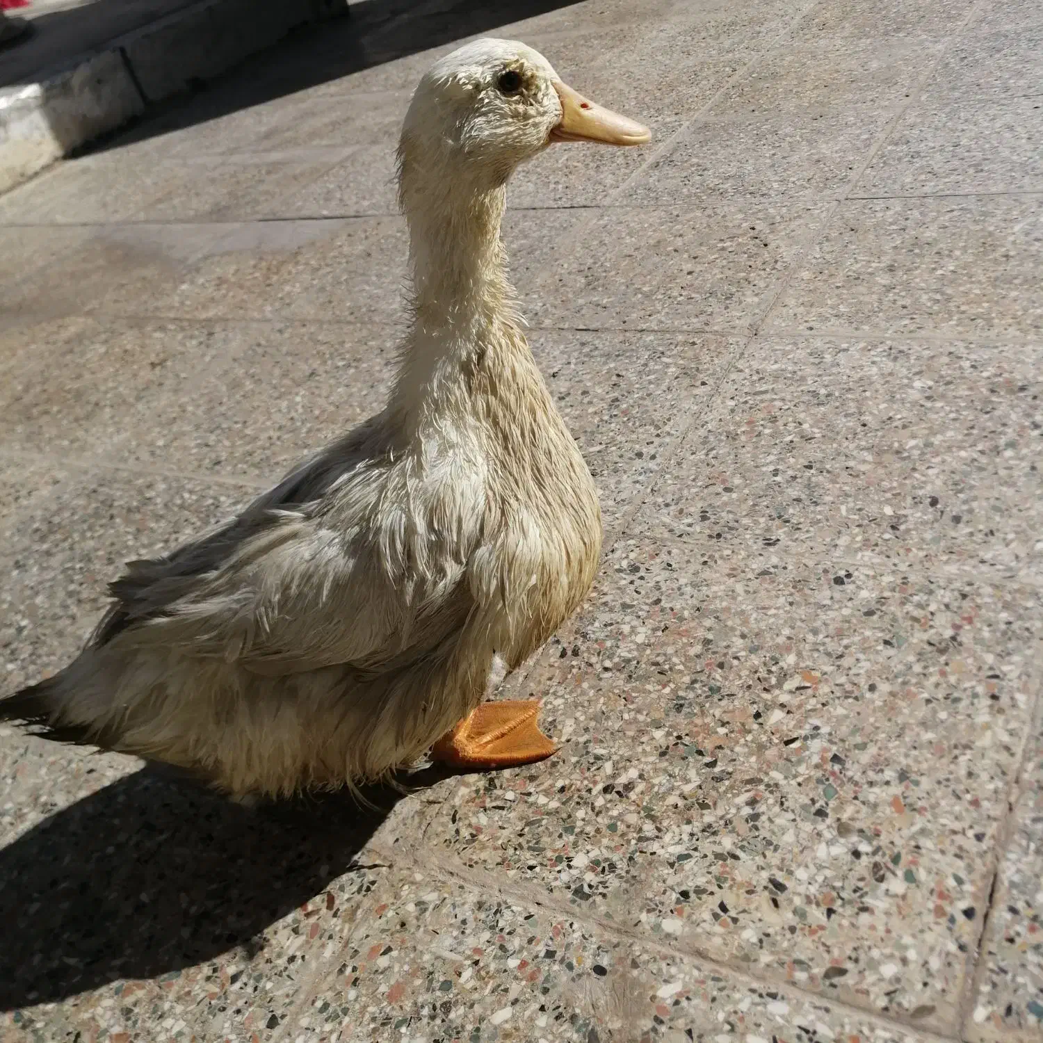 فروش مرغابی|حیوانات مزرعه|مهدی شهر, |دیوار