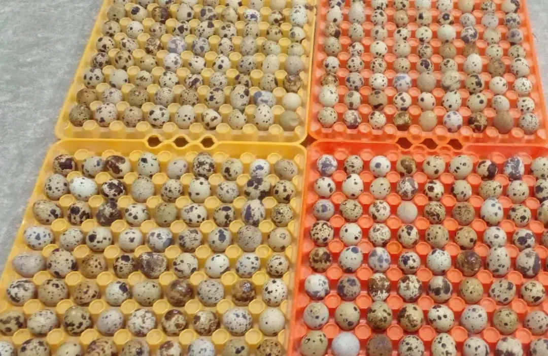 تخم مرغ خونگی تازه وتخم بلدرچین تازه|خوردنی و آشامیدنی|نجف‌آباد, شهدای غربی|دیوار