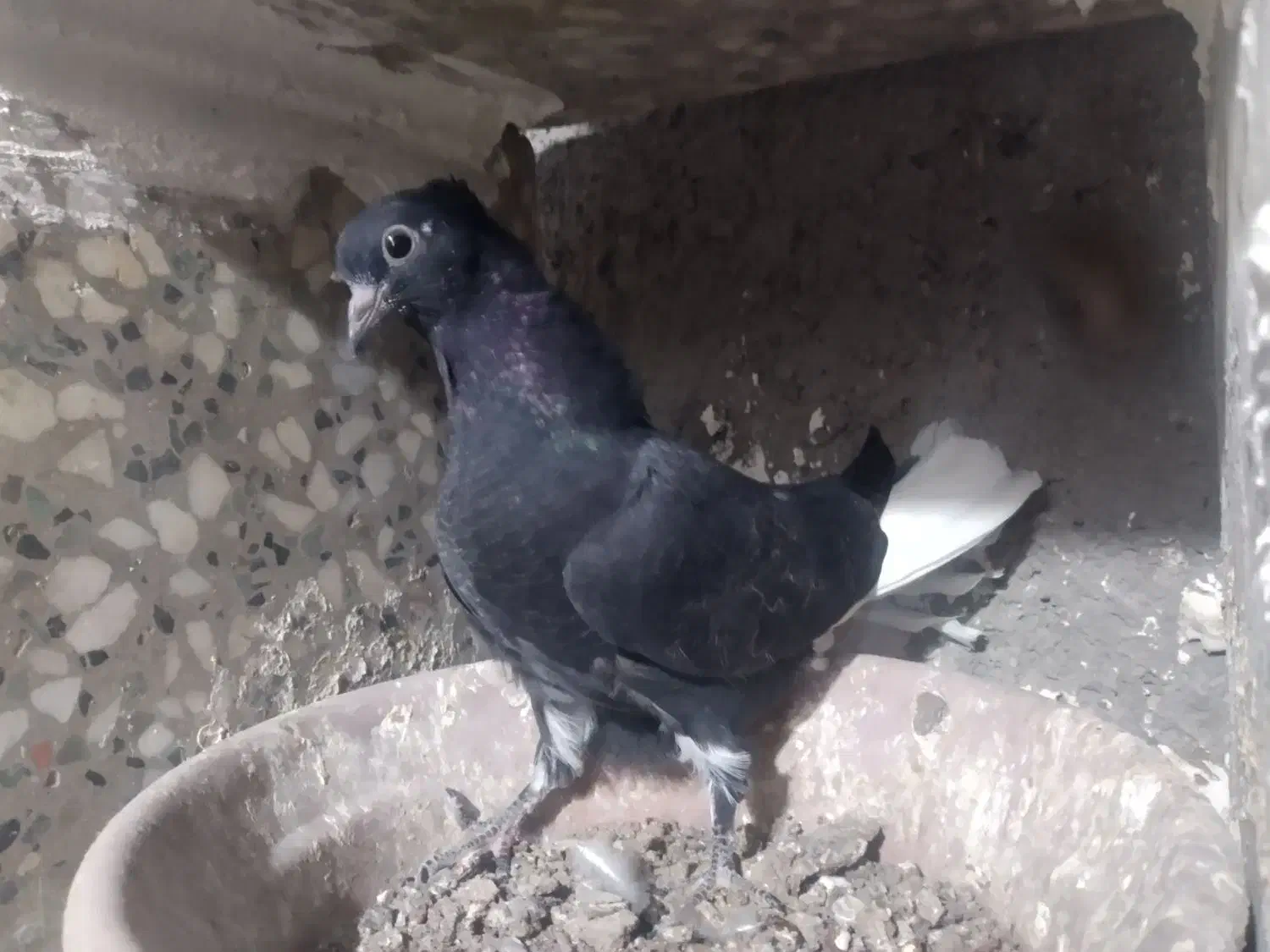 کبوتر|پرنده|زرند, |دیوار