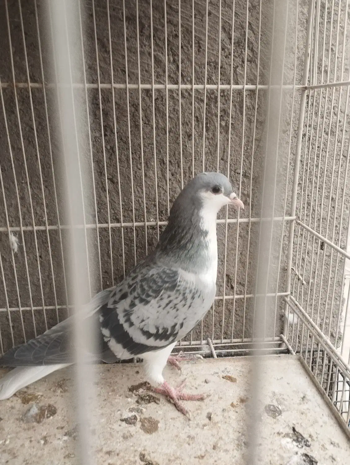 کفتر|پرنده|نیشابور, شهرک قدس|دیوار