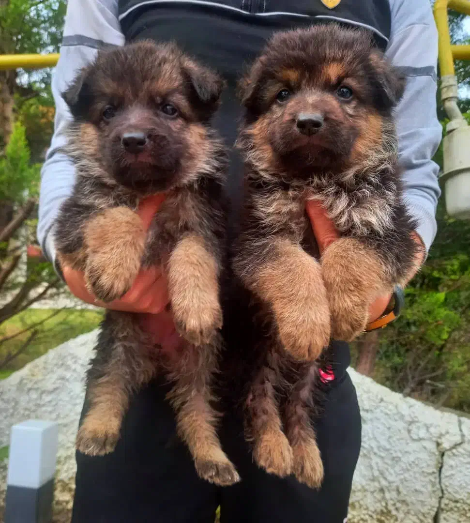 سگ ژرمن شپردشولاین موکلاسیک کینگ شاه توله(نروماده)|سگ|تهران, وردآورد|دیوار