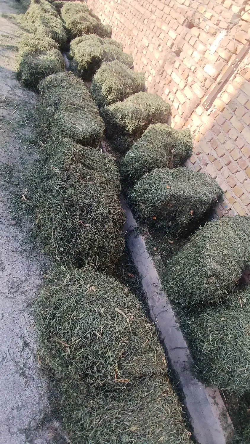 فروش۲۷عددیونجهعلفدار|حیوانات مزرعه|دشتابی, |دیوار