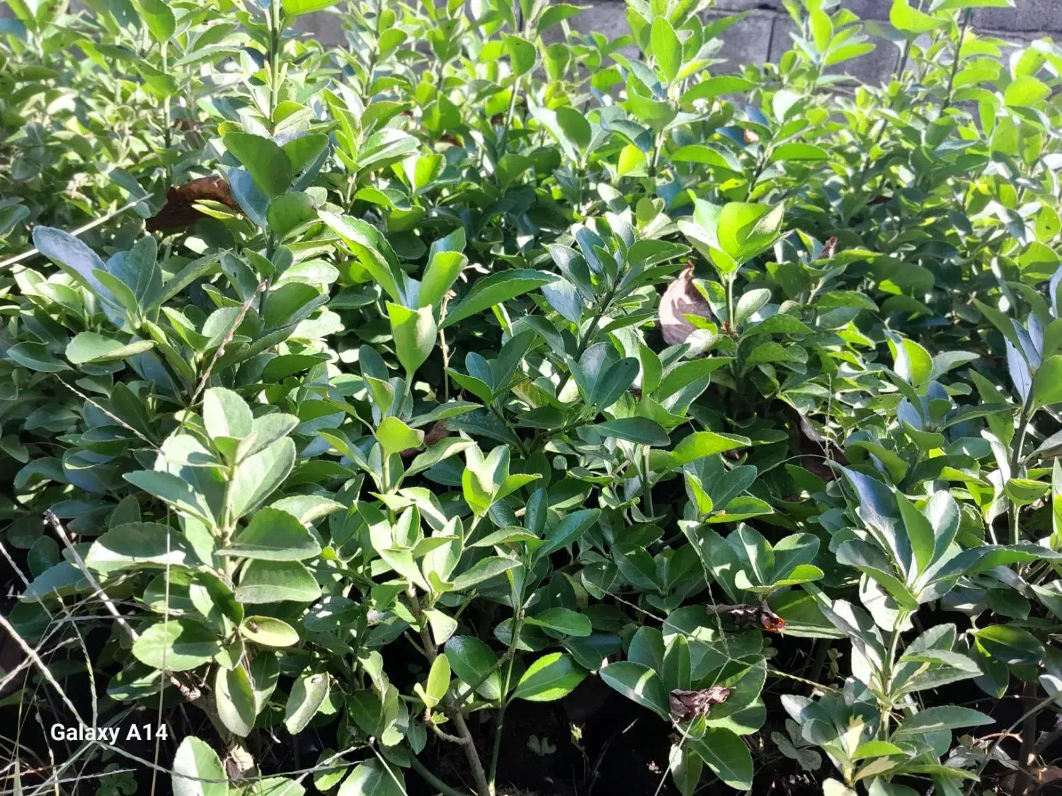 گل یوکا در اندازه های مختلف وشمشاد طلایی وسبز|گل و گیاه طبیعی|نوشهر, |دیوار