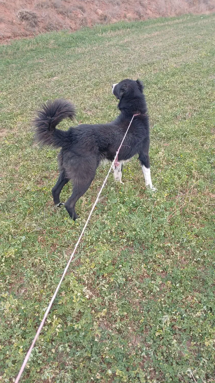 سگ نر|سگ|سرعین, |دیوار