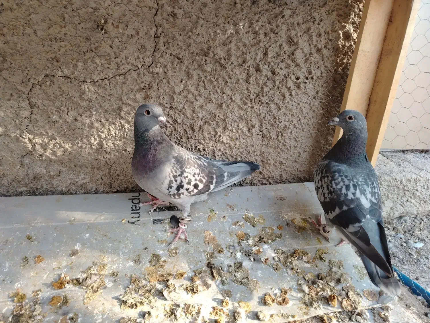 کفتر پلاکی|پرنده|فلاورجان, |دیوار