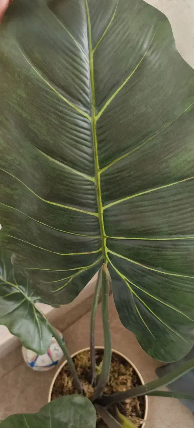 درختچه بابا آدم|گل مصنوعی|زنجان, |دیوار