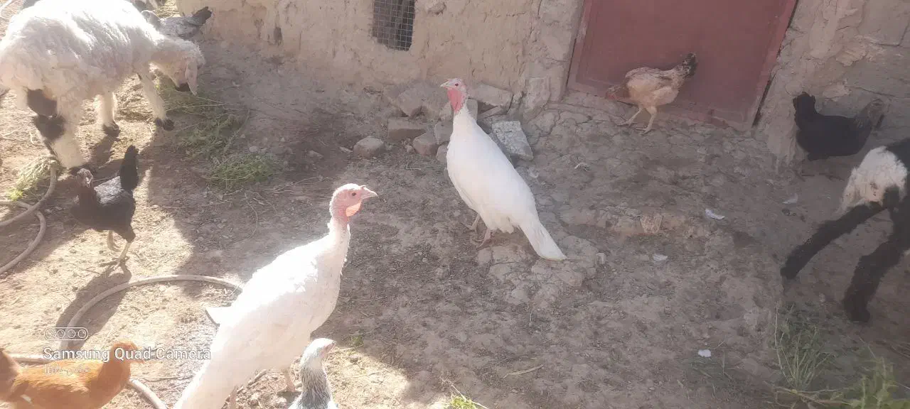 بوقلمون ماده|حیوانات مزرعه|خمک, |دیوار