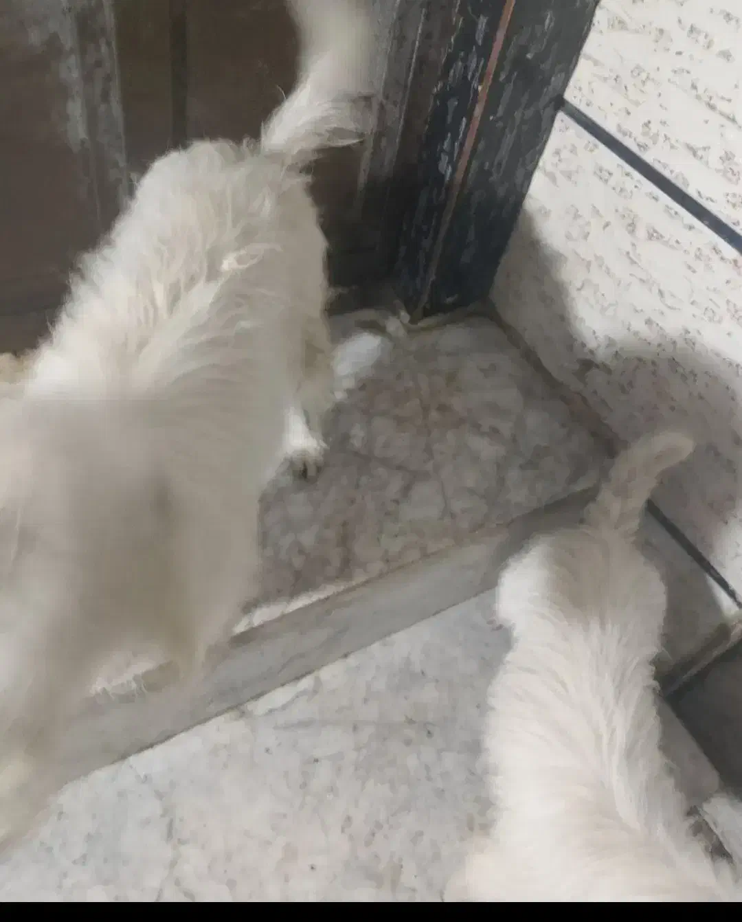 سگ شیتزو اری معاوضه میکنم|سگ|آزادشهر, |دیوار