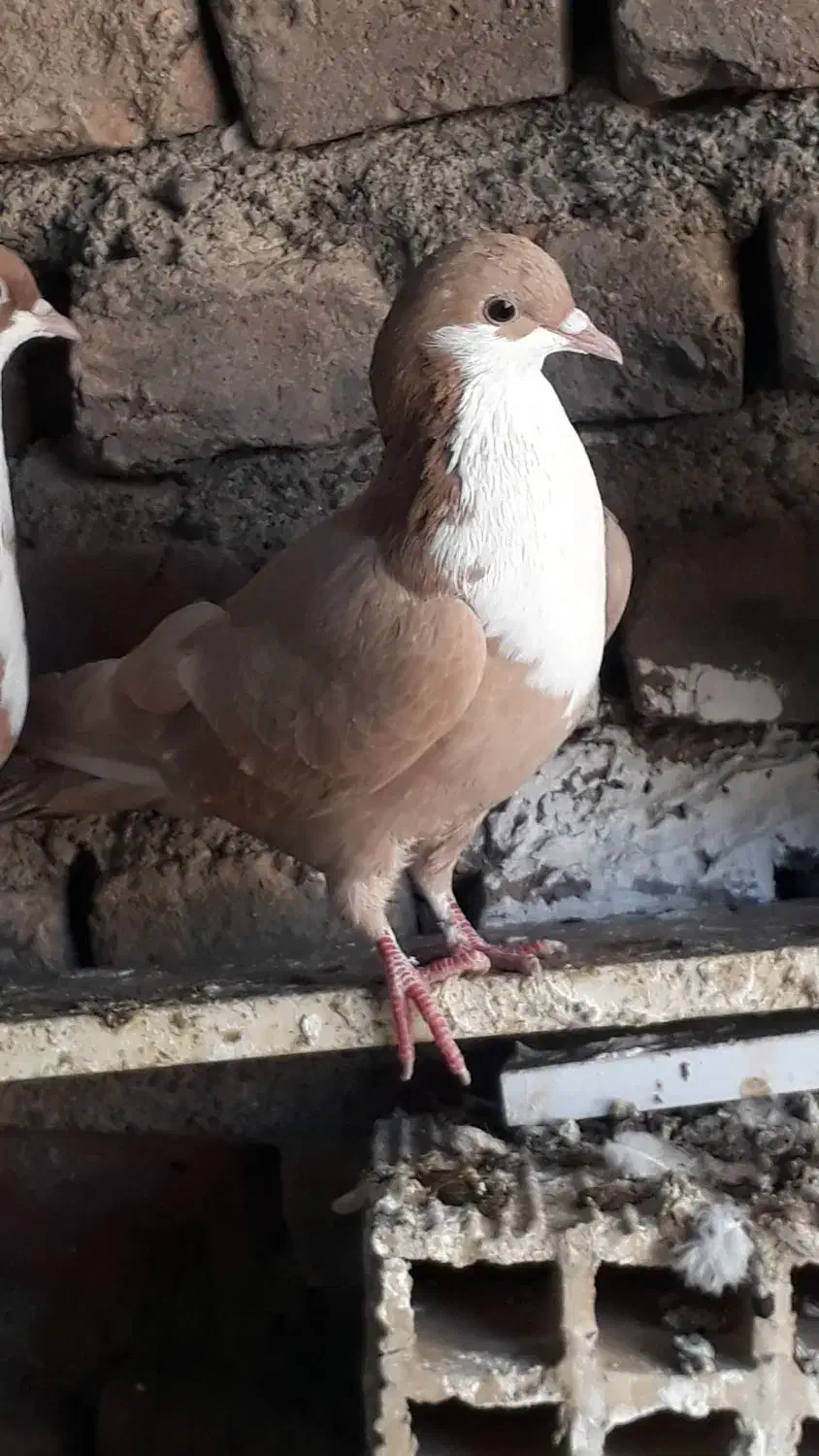 کفتر فروشی|پرنده|سربیشه, |دیوار