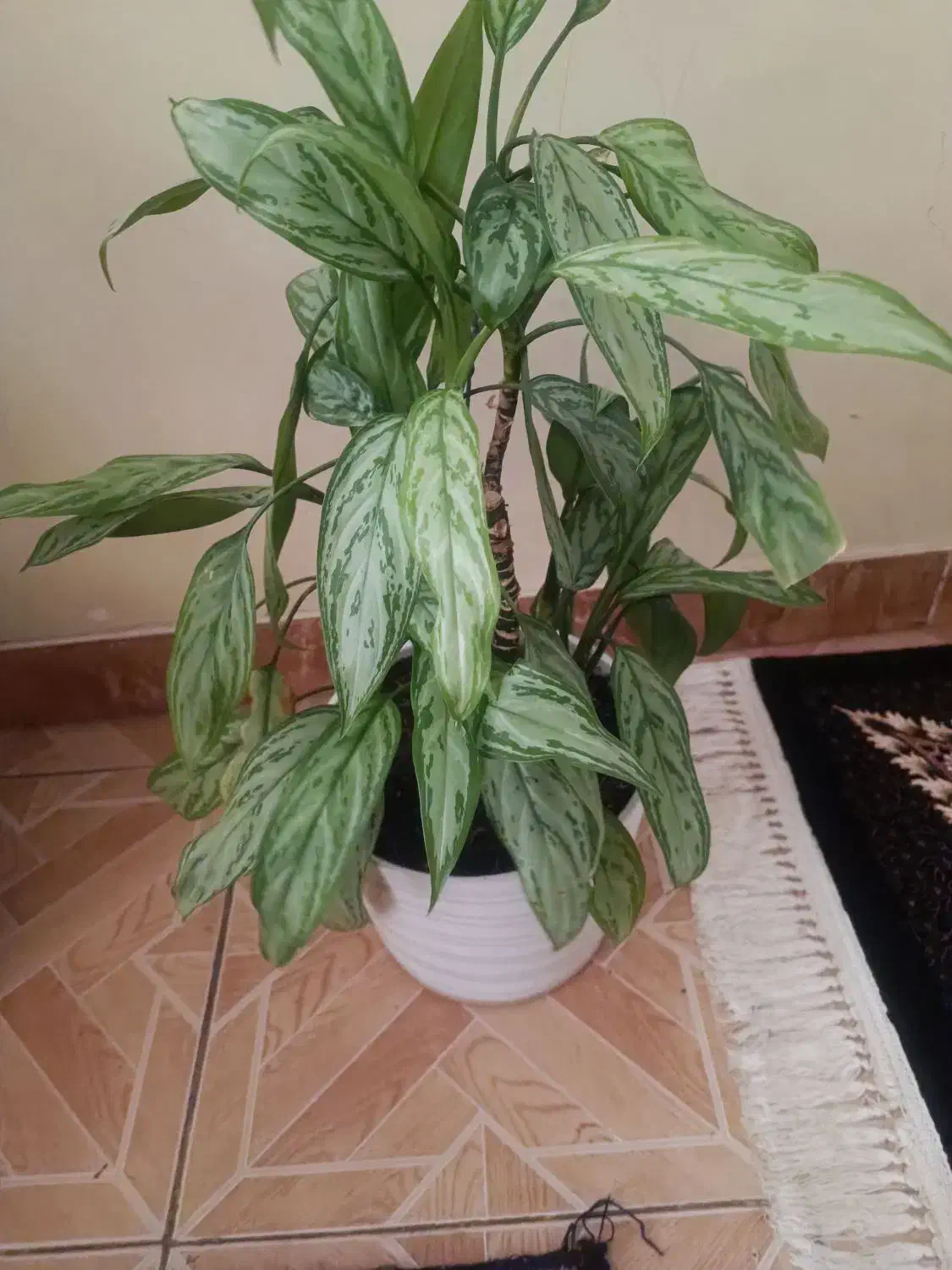 گل و گلدان|گل و گیاه طبیعی|کرمانشاه, |دیوار