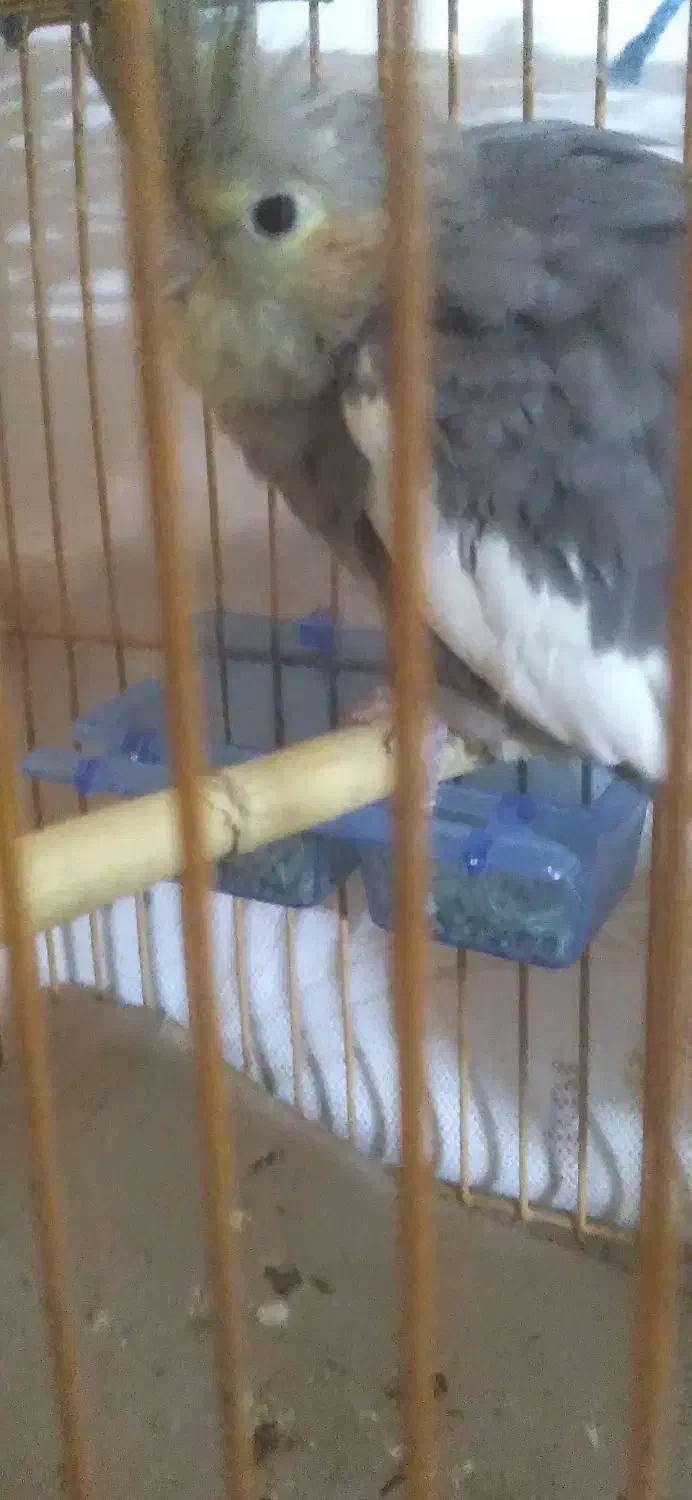 فروشی|پرنده|تربت جام, جامرود|دیوار